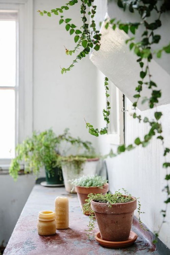 Plantes dans des pots en céramique