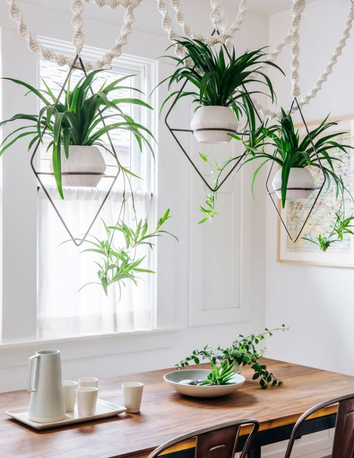 Des plantes sur la table