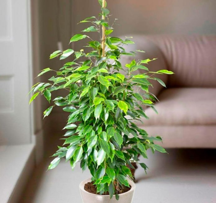 Ficus Benjamin