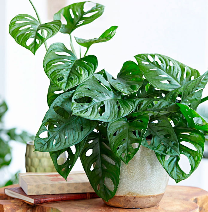 Monstera รสเลิศ