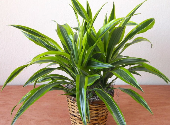 Dracaena illatos