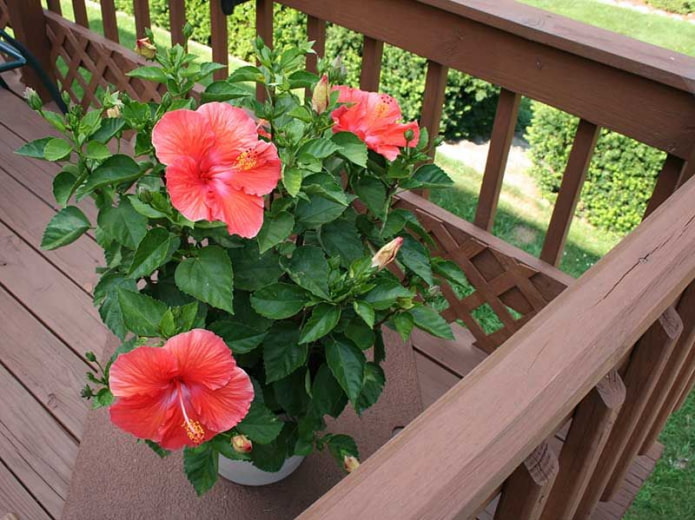 Hibiscus