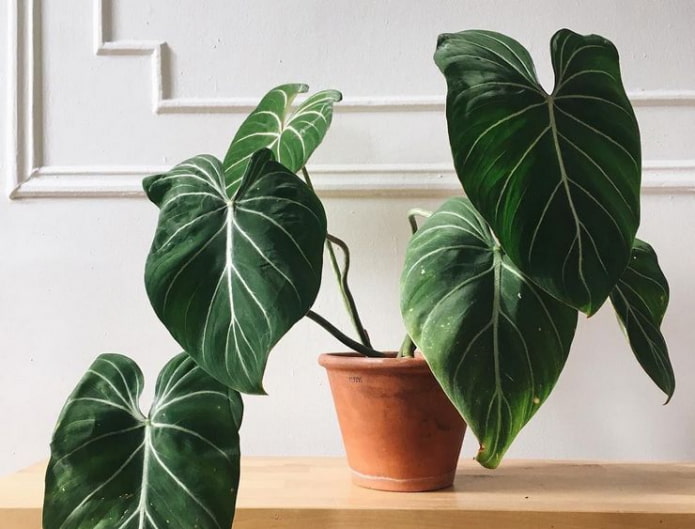 Philodendron