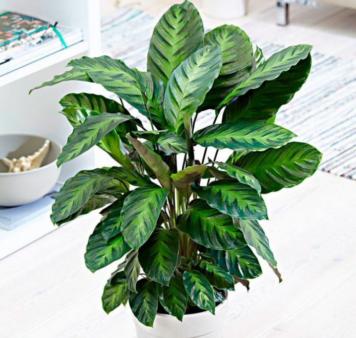 Calathea