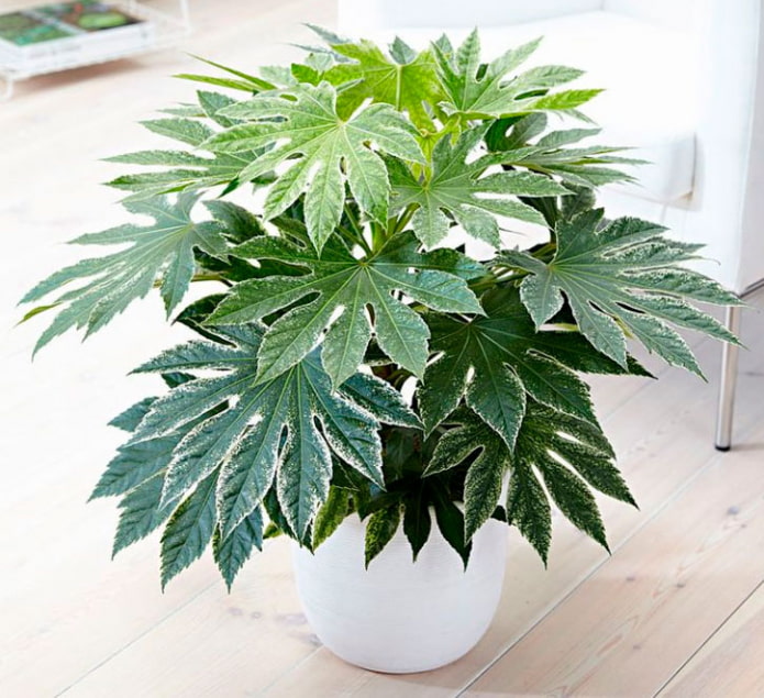 Fatsia japonaise