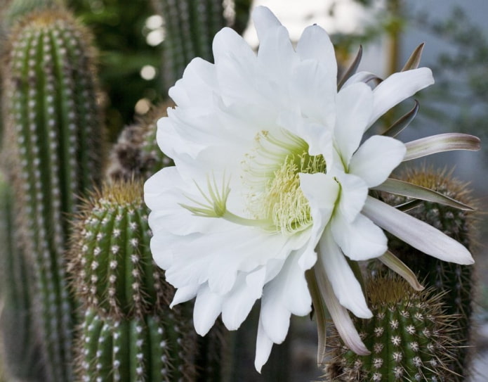 Trichocereus