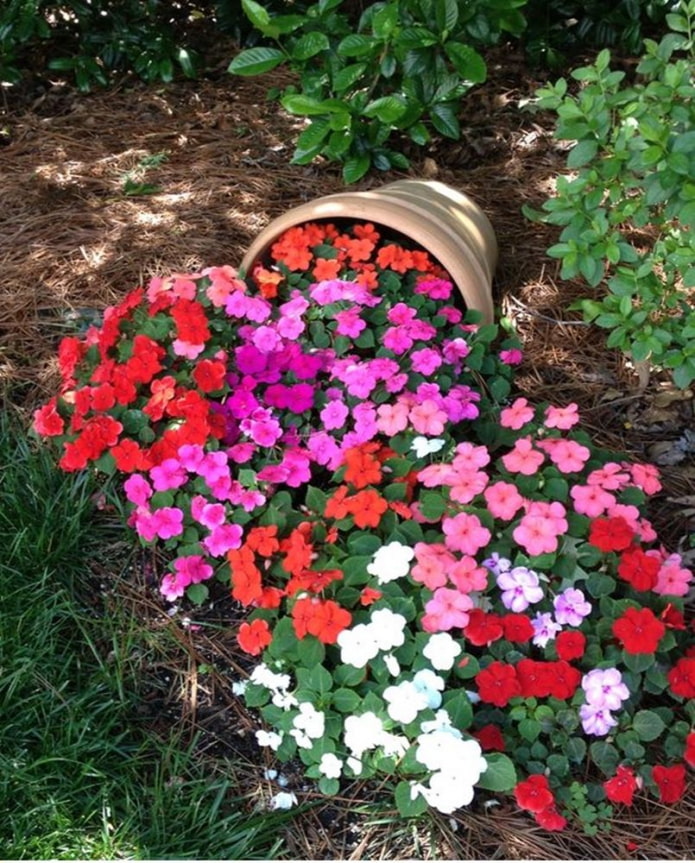 Parterre de fleurs en pot