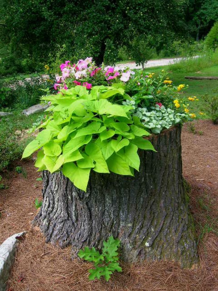 Parterre de fleurs dans la souche