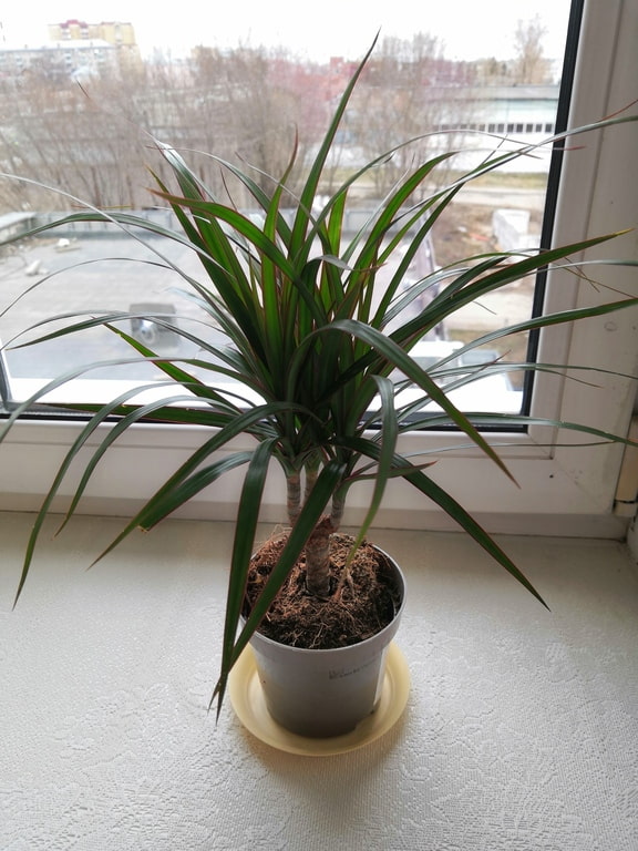 Dracaena marginata