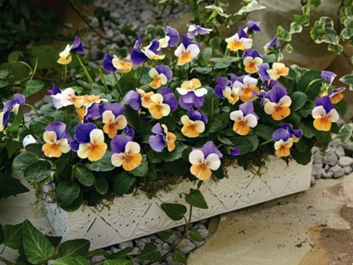 Pansies