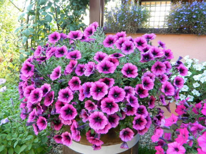 Petunia hybrid