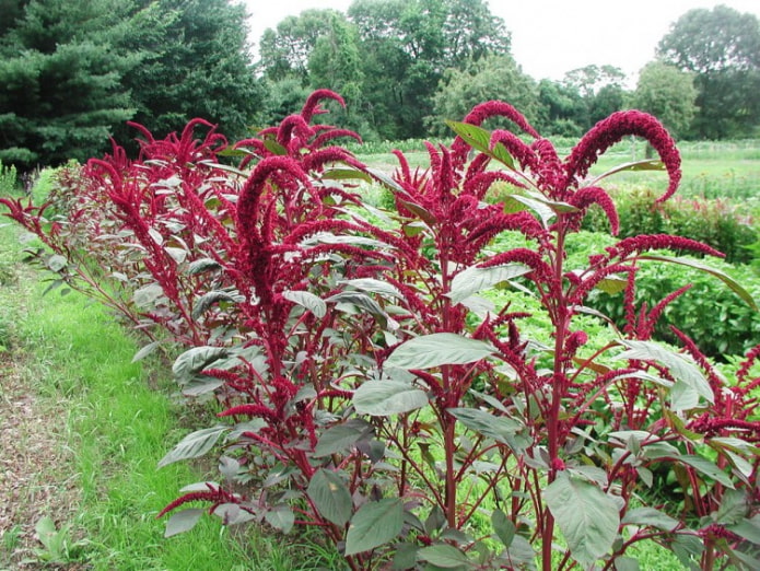 Amaranth