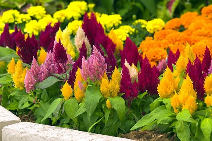 Celosia