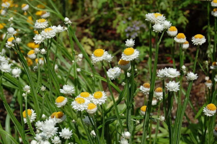 Ammobium ailé