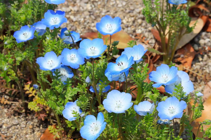 Nemophila