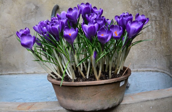 Crocuses