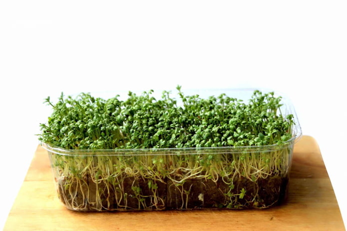 lumalagong mga microgreens sa lupa