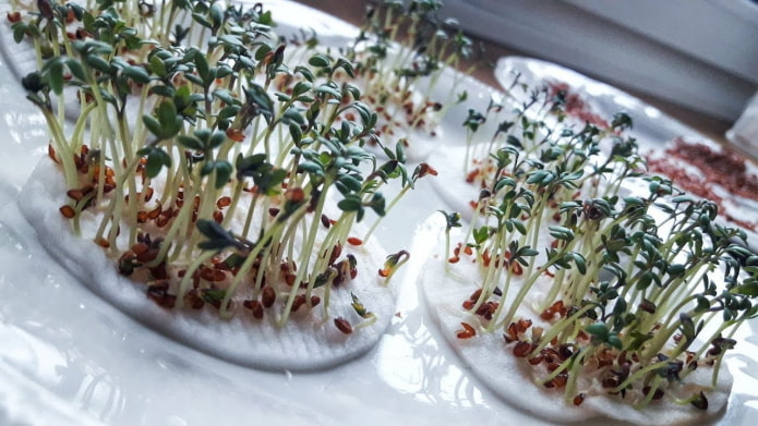 mga cotton pad para sa mga microgreens