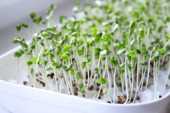 kung paano mapalago ang mga microgreens