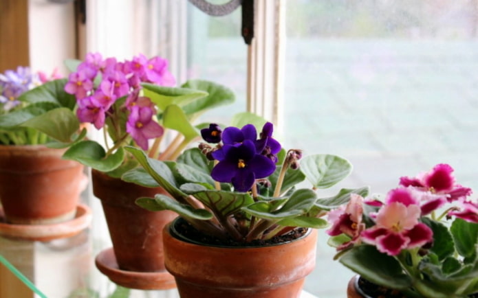 ang araw ay nag-iilaw ng mga bulaklak sa windowsill