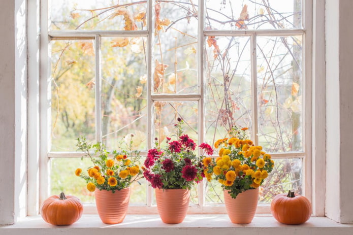 des fleurs sur le rebord de la fenêtre