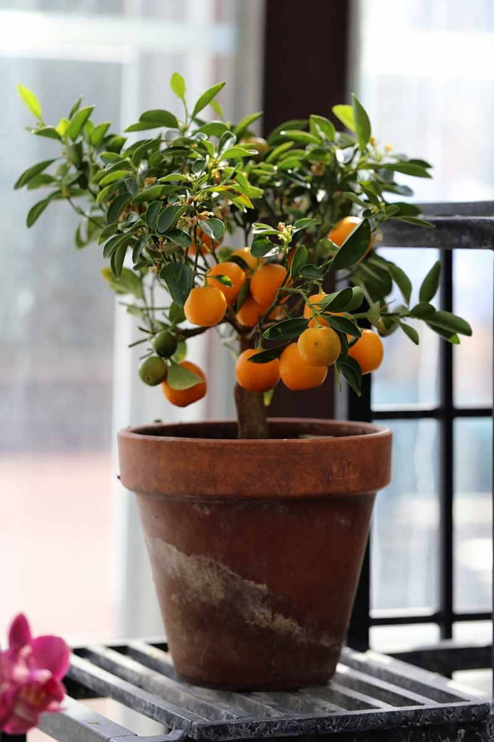 Calamondin