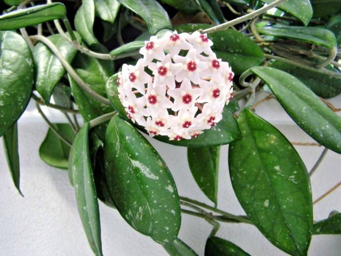 Hoya húsos