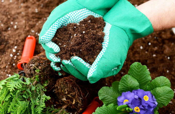 Alimentation des fleurs