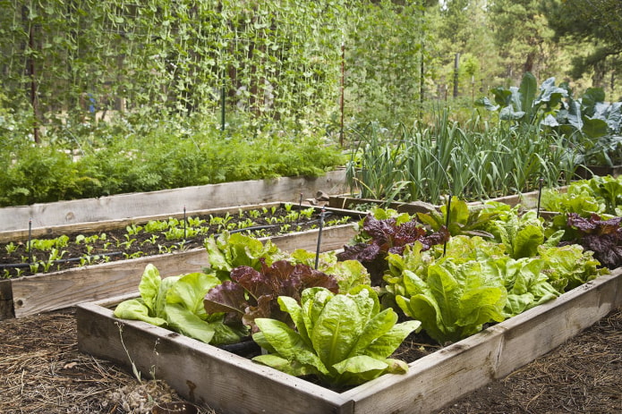 comment faire pousser des légumes verts dans le jardin