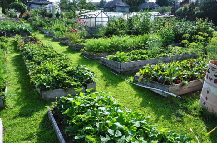 lits de planches dans le jardin