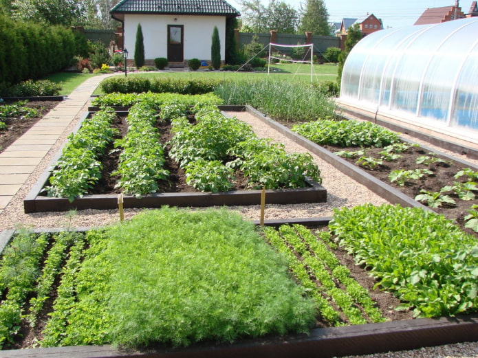 pommes de terre au jardin