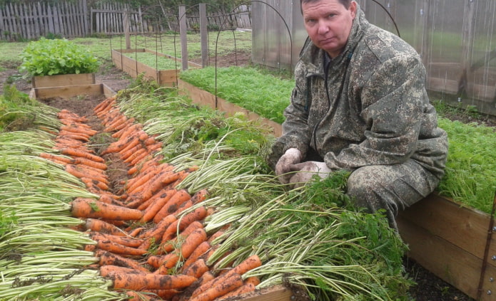 carottes dans un lit surélevé