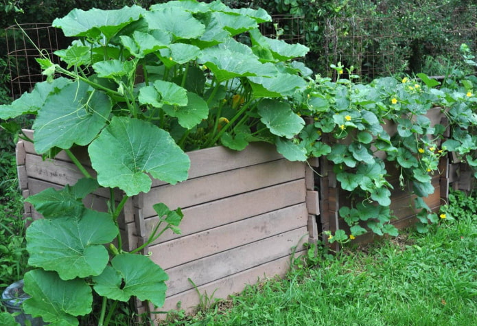 courgettes dans un lit haut