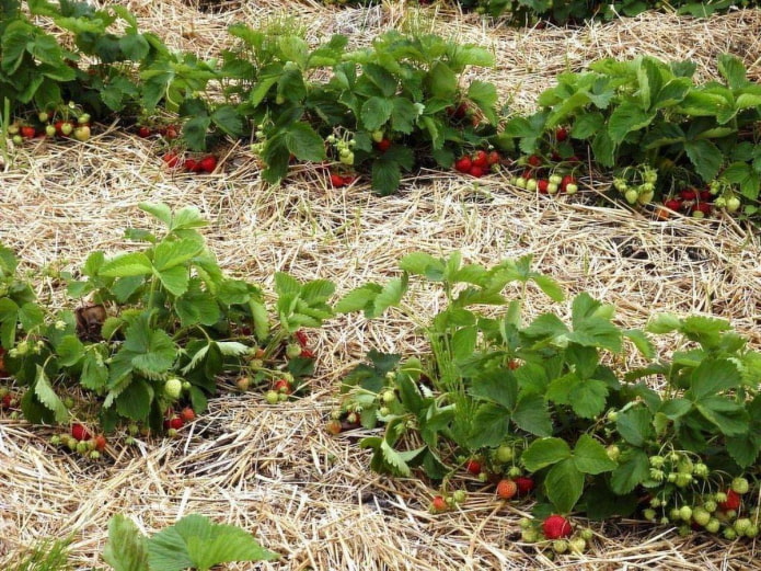 paillage des fraises