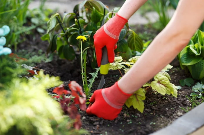 se débarrasser des mauvaises herbes dans le jardin