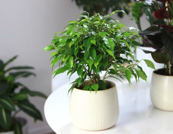 Ficus Benjamin