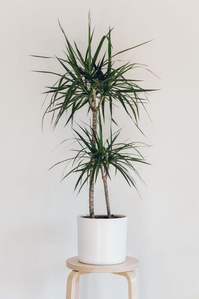 Dracaena