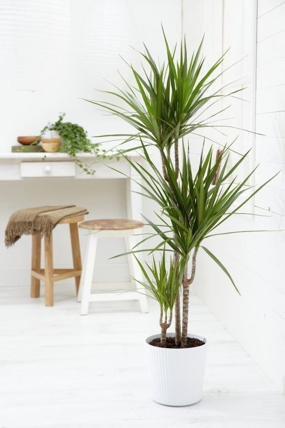 Buja Dracaena