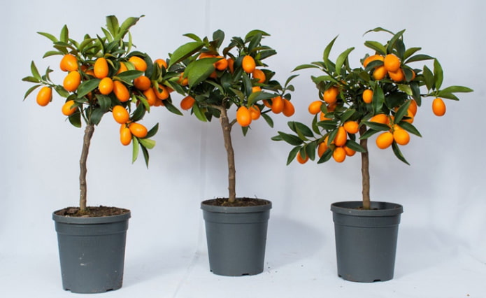 kumquat