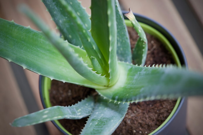 Aloe