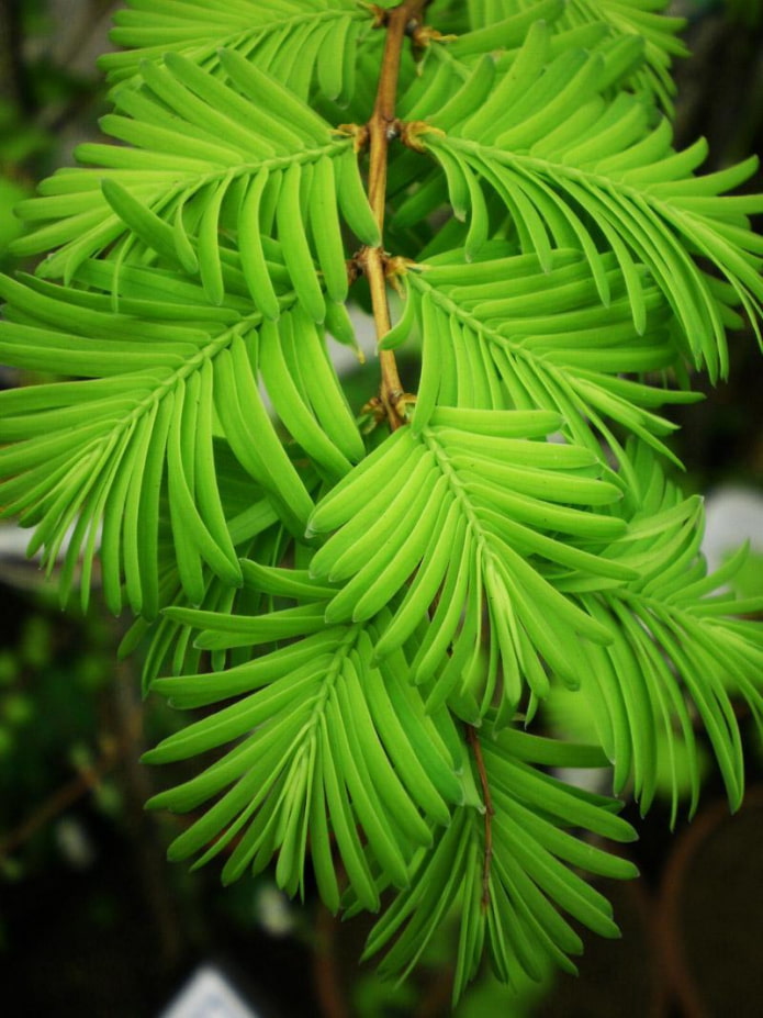 Si Metasequoia ang pinakamatanda