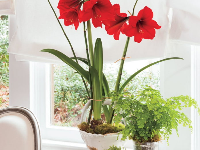 hippeastrum sa windowsill