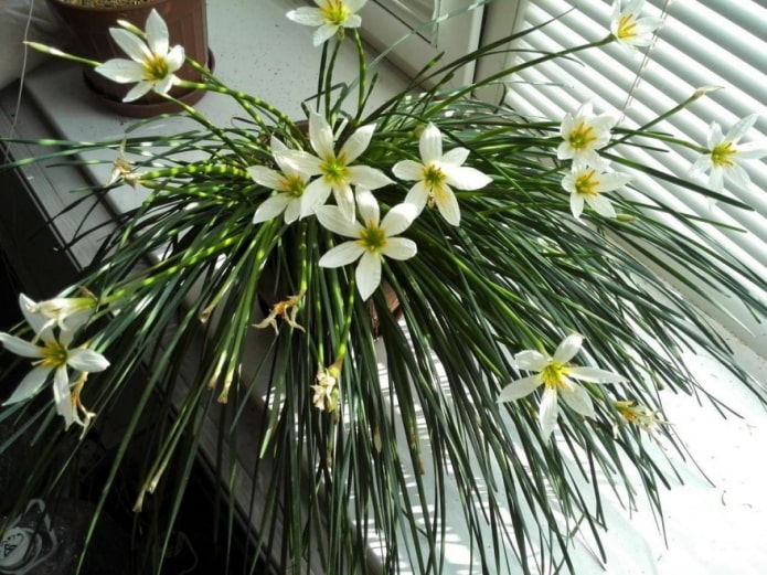 comment les zéphyranthes fleurissent