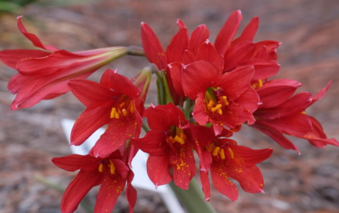 Rhodophie en fleurs