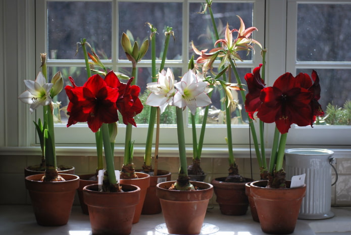 en quoi l'amaryllis diffère de l'hippeastrum