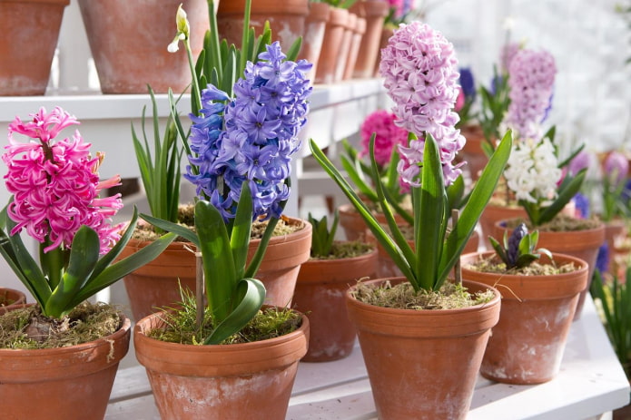 hyacinths sa kaldero