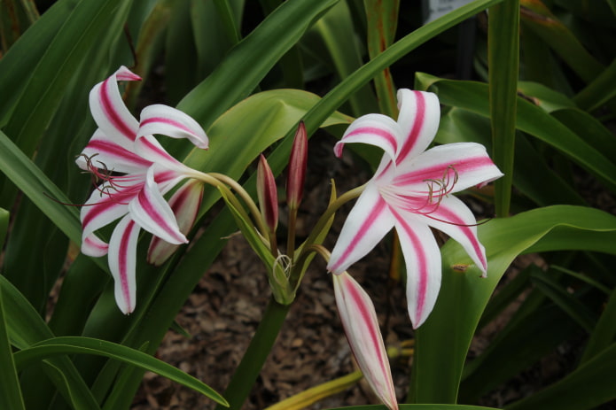 comment le crinum fleurit