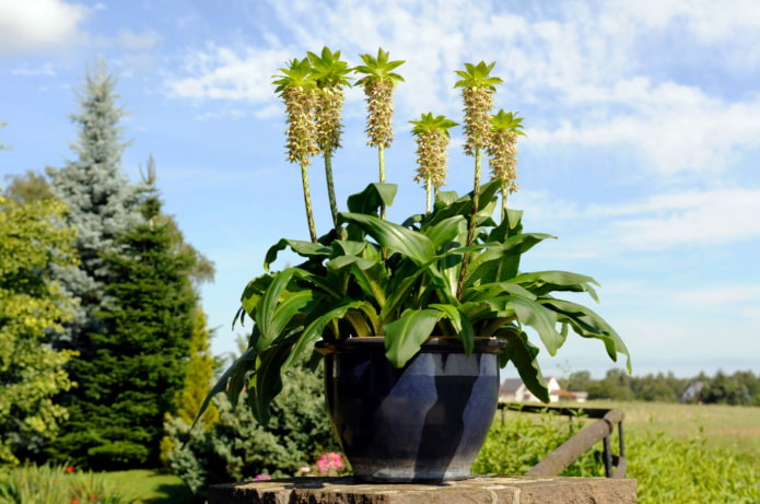 fleur en forme d'ananas