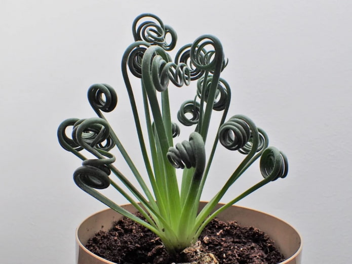 albuca levelek