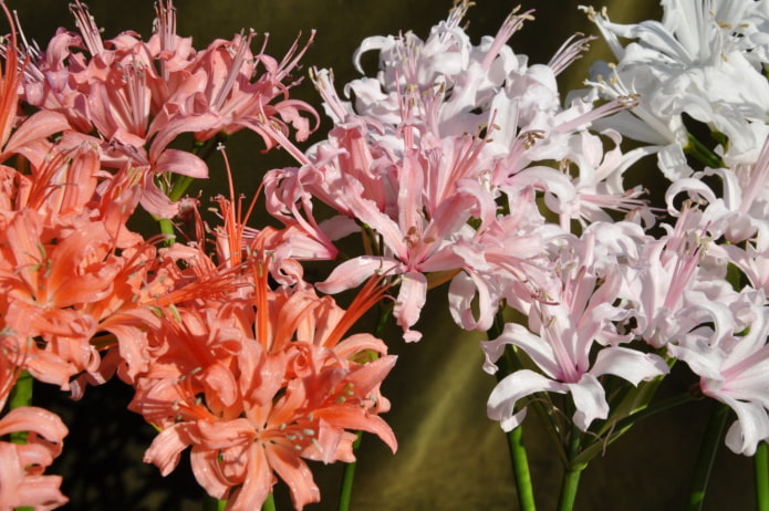 virágzó nerine